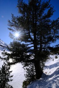 pine pine, pine forest, pine trees, swiss stone pine, arbe, arve, stone pine, stone